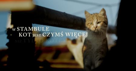 ''Kedi - sekretne życie kotów'' - zwiastun
