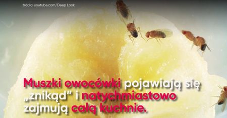 Niezawodne sposoby na muszki owocówki