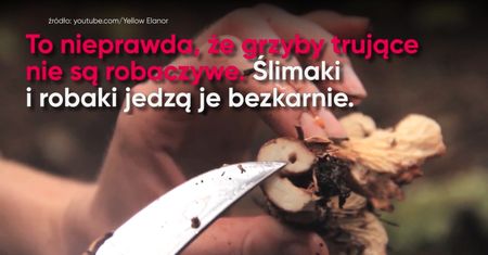 Jak bezpiecznie zbierać grzyby