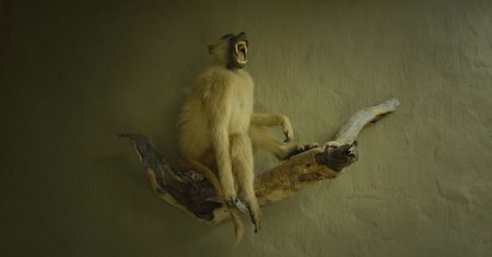 "Safari": premiera polskiego zwiastuna kontrowersyjnego filmu Ulricha Seidla