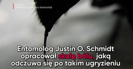 Który z owadów żądli najboleśniej?