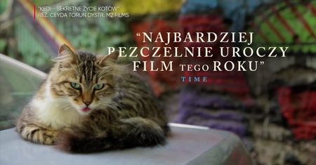 Koty, koteczki, kiciusie. Na co iść do kina? Na "Kedi"!