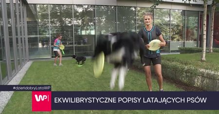 Zawody latających psów