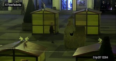 Jeżdżąca kura atrakcją w Rybniku