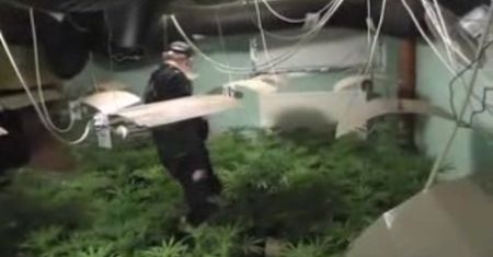Policjanci zlikwidowali ogromną plantację marihuany