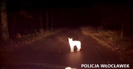 Wilk kontra polska policja