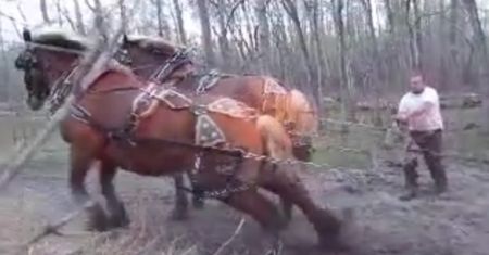 Koń koniowi nie równy