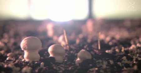 Cenne właściwości pieczarek - nie powinno ich zabraknąć w naszej diecie