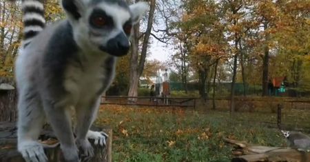 Wrocławskie zoo ambasadorem zagrożonych gatunków