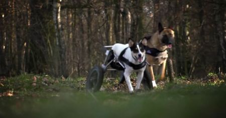 Przystań Ocalenie. Ratują zwierzęta przed cierpieniem