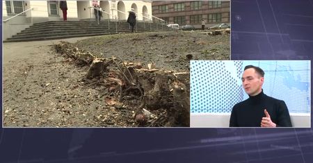 Wycinka drzew. Publicyści: Premier nie do końca nad wszystkim panuje
