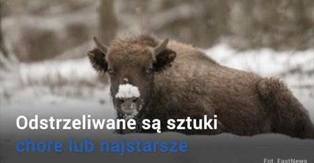 Żubry do odstrzału. Ekolodzy kontra Lasy Państwowe
