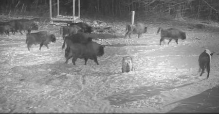 Wilki kontra żubry. Walka o zaśnieżoną polanę