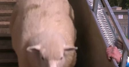 Wielkie cięcie w Nowej Zelandii