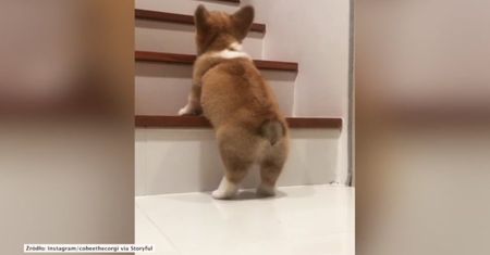 Corgi próbuje wejść na schody. Pierwsza próba za nim