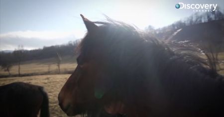 Wyjątkowa praca "zaklinacza koni" [Przystanek Bieszczady]