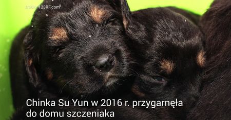 O psie, który okazał się niedźwiedziem