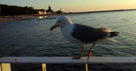Mewy w Kołobrzegu. Jak wytresowane