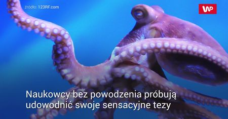 "Ośmiornice pochodzą z kosmosu". Absurdalna teoria naukowców
