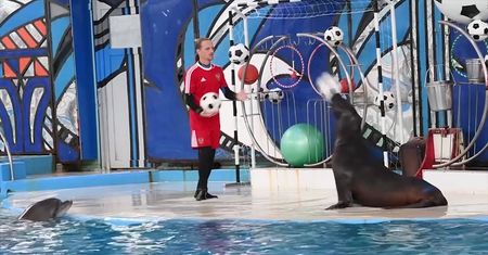 Dostali wolne i podziwiali morskie ssaki. Zobacz relację z wizyty Polaków w delfinarium