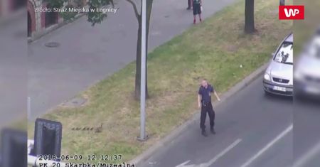 Kaczki na drodze. Nietypowa interwencja straży miejskiej