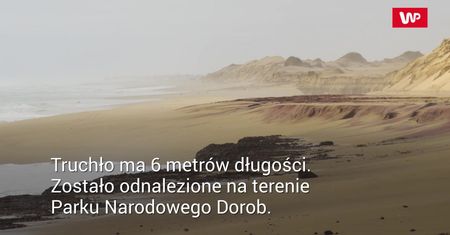 Duże rozmiary truchła wyrzuconego przez morze. Naukowcy pobierają próbki