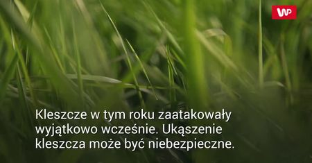 Ugryzł Cię kleszcz? Obserwuj ranę
