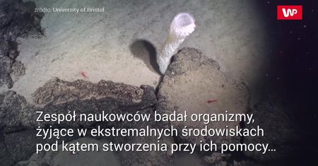 Antybiotyk na dnie oceanu