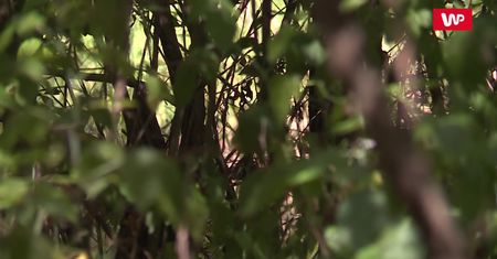 Pyton ciągle na wolności. "Może wchodzić na drzewa"