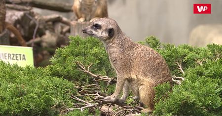 Głupota ludzi w ZOO nie zna granic. „Głaszczą zwierzęta, dają im puszki do jedzenia”