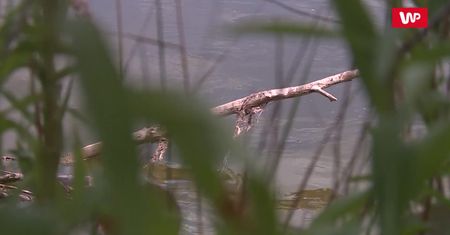 Pyton gigant pod Warszawą. "Boję się, wnuczków trzymam na podwórku"