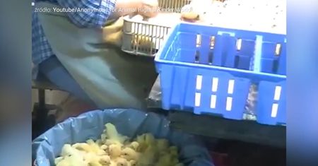 Tajne śledztwo zdradza realia wylęgarni drobiu