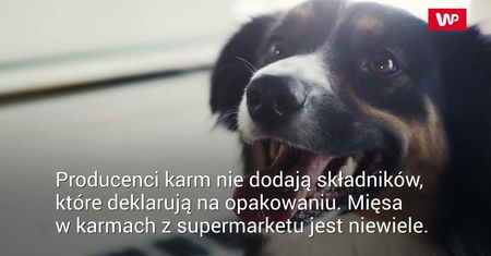 Co kryje się w karmach dla psów?