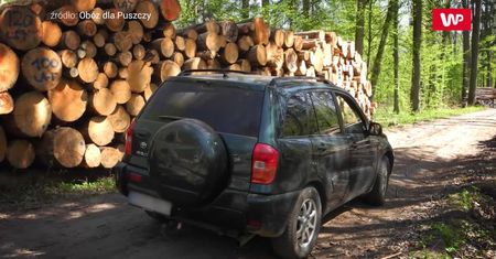 Skandaliczne zachowanie leśników. W Puszczy Białowieskiej znów łamią prawo