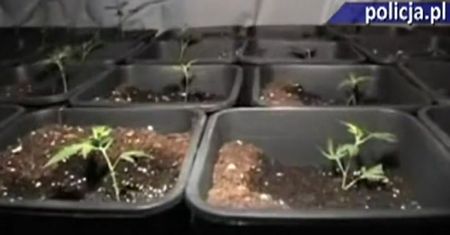 Pruszkowscy policjanci zlikwidowali plantacię konopi indyjskich