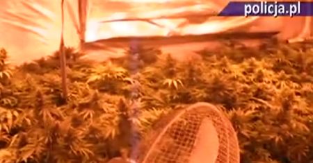 Plantacja narkotyków w domu jednorodzinnym