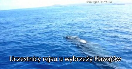 Bliskie spotkanie z wielorybem