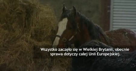 Afera z koniną zaszkodzi handlowi