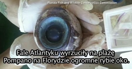 Nieznany gatunek oceanicznego giganta?