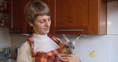 Porzucona kangurzyca Tosia ma dom zastępczy