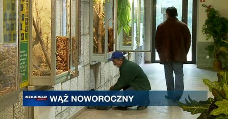 Dwa pytony skradzione z zoo w Chorzowie
