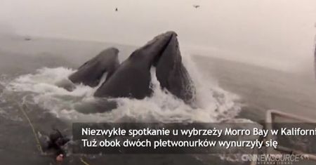 Olbrzymie humbaki tuż obok płetwonurków