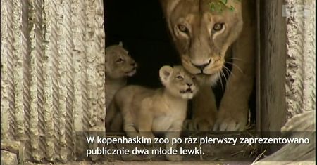 Młode lwy z zoo w Kopenhadze