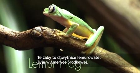 Żaba składająca jaja w pniu drzewa