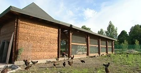 Czy istnieją kury znoszące zielone jajka?