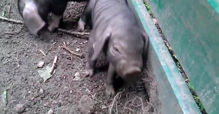 Małe świnki maskowe gwiazdami warszawskiego zoo