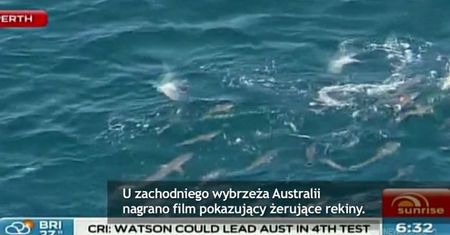 Rekiny u wybrzeży Australii