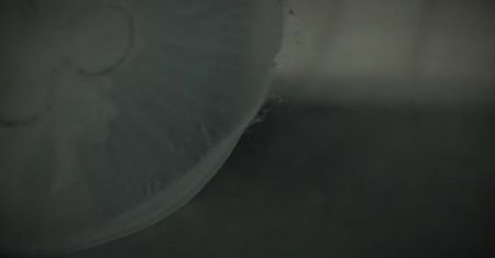Meduzy kluczem do nieśmiertelności? [Enigma]