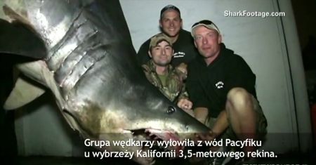 Olbrzymi rekin złowiony na wędkę