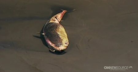 USA: Olbrzymi wieloryb wyrzucony na plażę